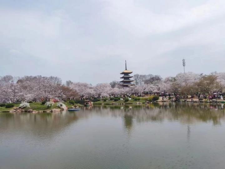 全國最出名嘅櫻花園 .......