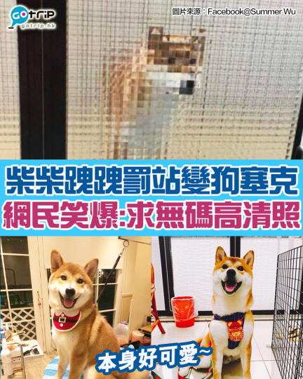 下次跩跩要罰嘅時候，主人應該唔會再畀佢企出去喇掛...