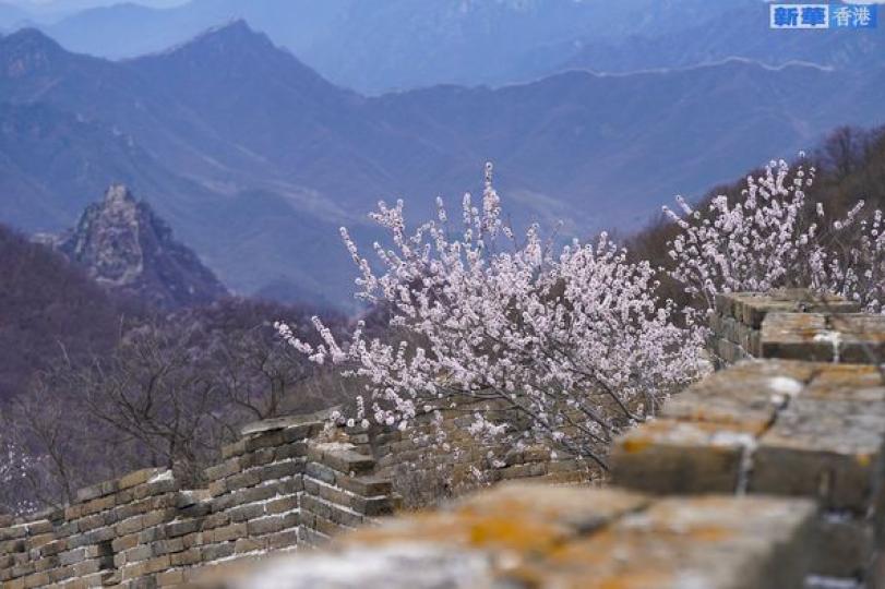 春到長城：山花爛漫山河美...