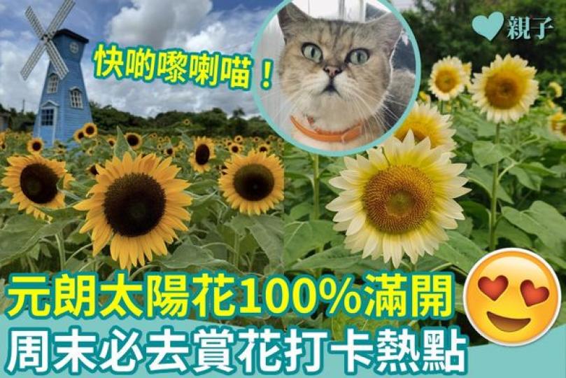 元朗太陽花100%滿開.......