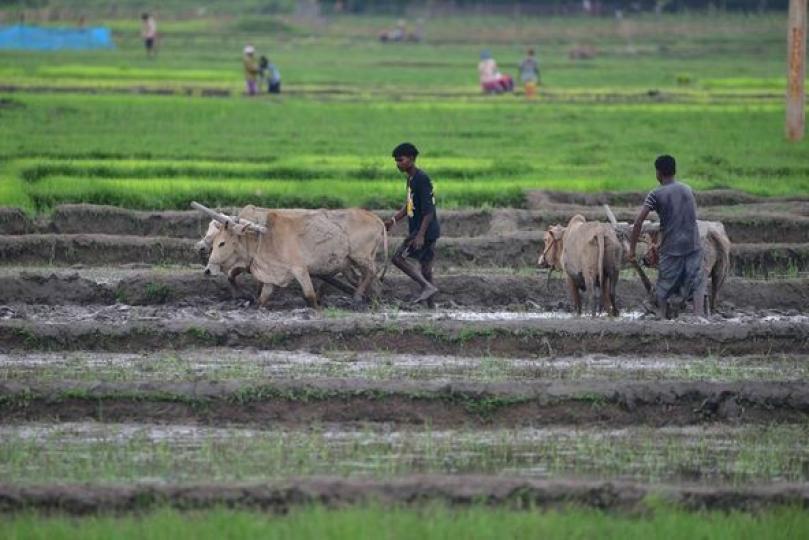 Farmers are busy planting rice seedlings in paddy fields... Farmers are busy planting rice seedlings in paddy fields...
