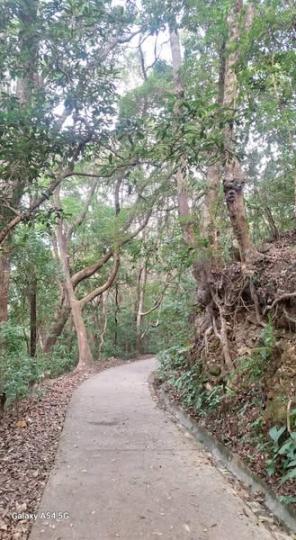 藍田公園馬游塘大上托井欄樹...