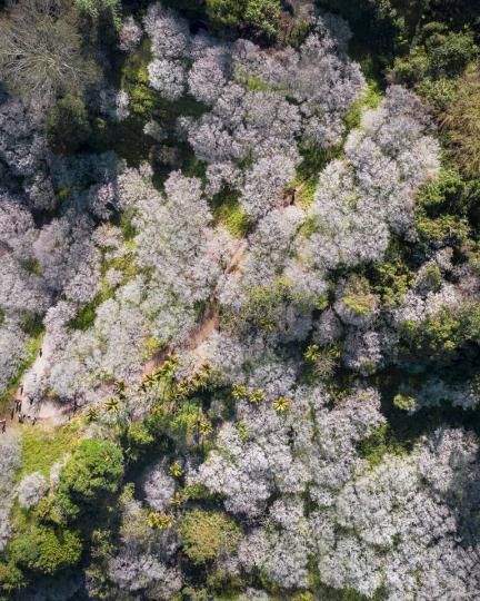 今年正好是梅花「公母年」的盛放年...