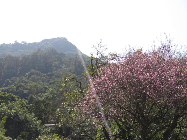 嘉道理農場行山影花影雀...