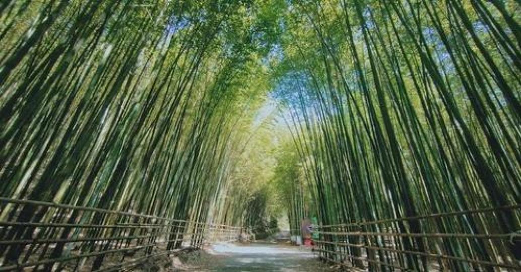 寧靜優美的竹林真的超適合夏天拜訪...