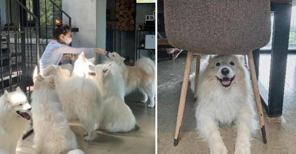 喜歡狗狗的話一定要去呀...