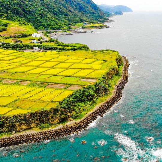 金黃色「沿海璀璨梯田」空拍視角超美...