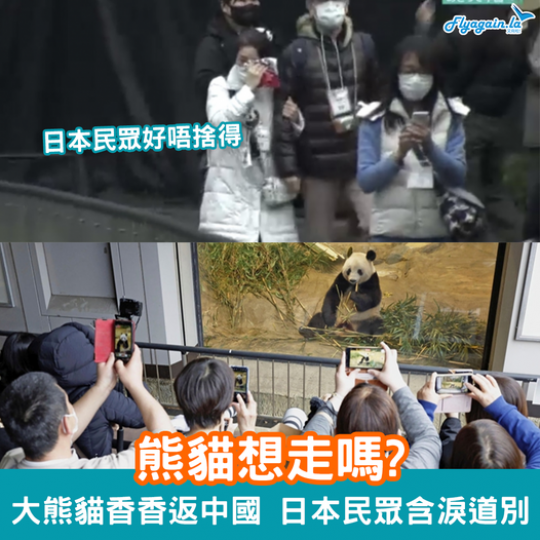 唔知熊貓佢想唔想返去呢？...