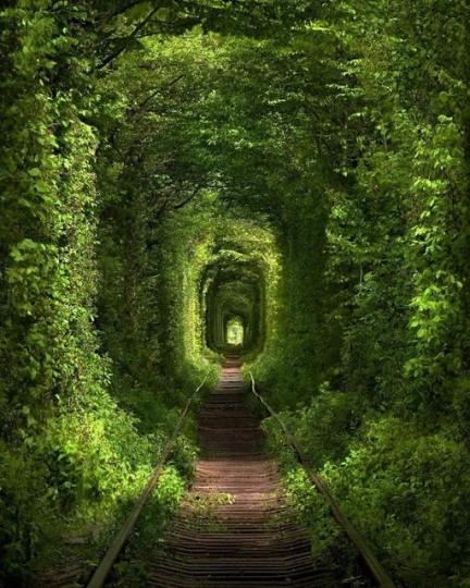 烏克蘭的「愛情隧道」被譽為全球最美火車隧道...