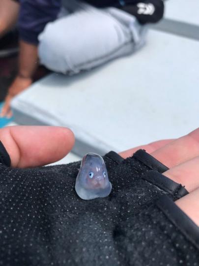 在海邊釣魚時意外發現了謎樣的果凍狀QQ魚...