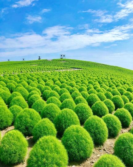 外型圓滾滾的波波草，就像是一顆又一顆的抹茶湯圓...