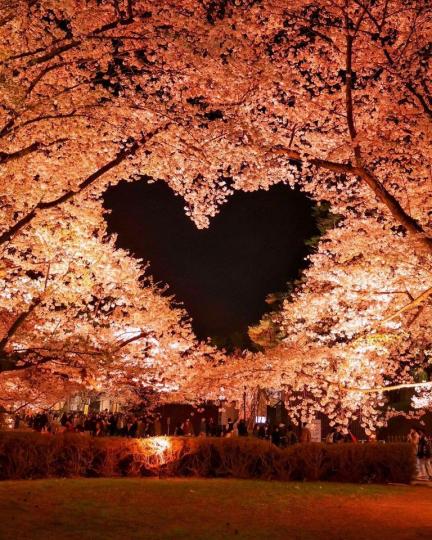 兩棵櫻花樹間形成的大型的愛心...