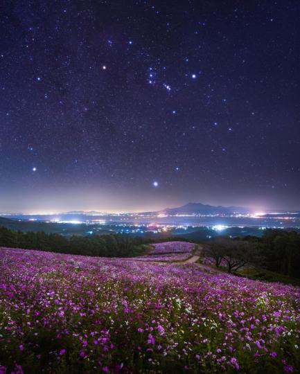 閃爍星空點綴大片花海...