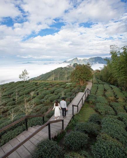 走進茶園絕佳觀景步道...