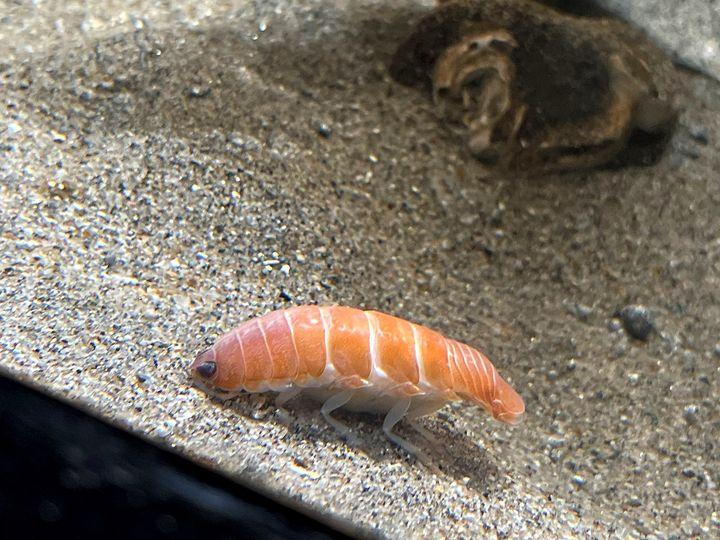 水族館裡有隻蝦子因為「長得太像鮭魚壽司」而意外爆紅...