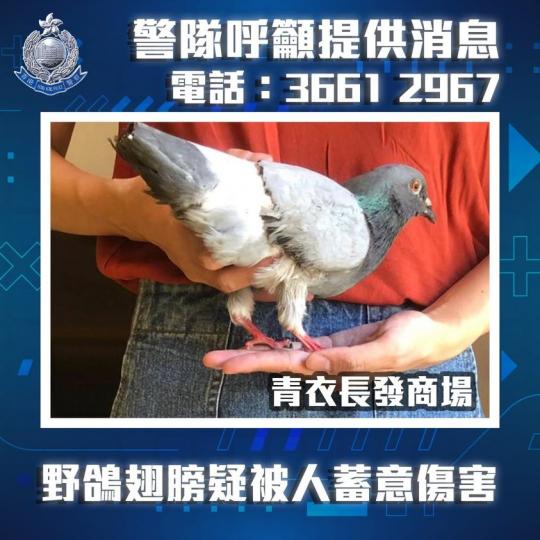 【警方呼籲 • 青衣殘酷對待動物案】
前日(10月16日),有市民在青衣長發邨長發商場附近,發現一隻受傷野鴿,懷疑被人蓄意傷害,翅膀及尾部受傷,令野鴿無法飛行。警方馬上跟進,案件暫列作「殘酷對待動物」... 【警方呼籲 • 青衣殘酷對待動物案】
前日(10月16日),有市民在青衣長發邨長發商場附近,發現一隻受傷野鴿,懷疑被人蓄意傷害,翅膀及尾部受傷,令野鴿無法飛行。警方馬上跟進,案件暫列作「殘酷對待動物」...