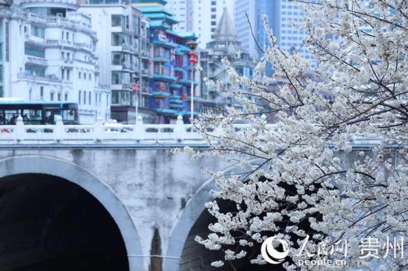 當「春花」開滿貴陽街巷...