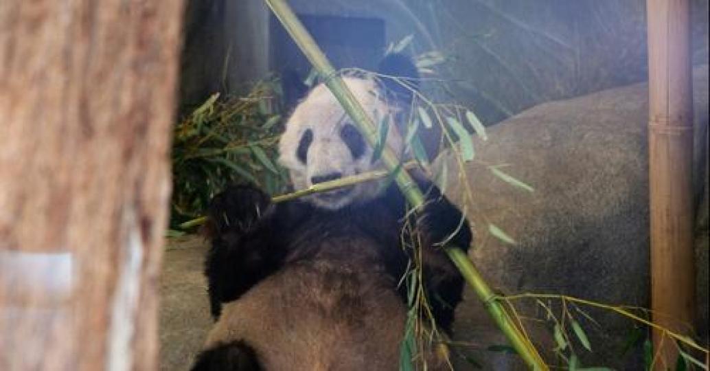 The giant #panda "Ya Ya" began its journey back to China from the US' Memphis Zoo on Wednesday morni...