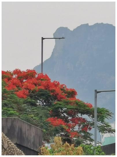 獅山依舊在
幾度鳳凰紅...