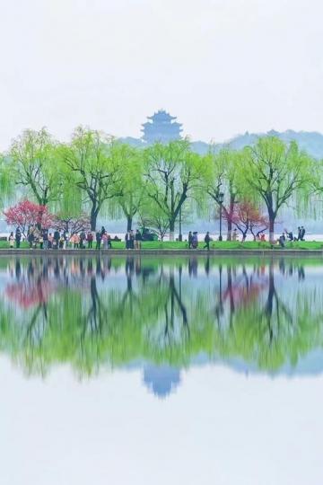 江南春色美如画杜鵑花墻...