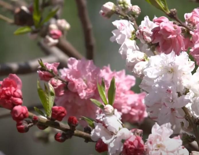 溫暖的陽光,
悠悠的春風,
絢麗的花朵,
迎來美好的一年!
祝大家2022年事事順意!...
