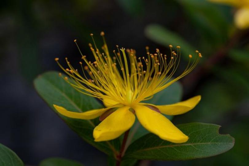 植物新種「荔波金絲桃」...