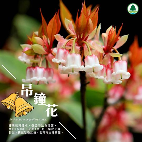 吊鐘花 林中一點紅.......