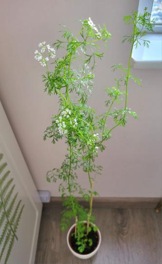 買盤芫荽番黎打邊爐，點知愈種愈高，開花了...