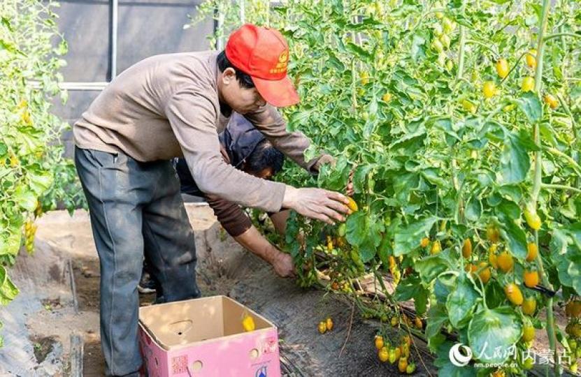 搶收蔬菜 供應市場......