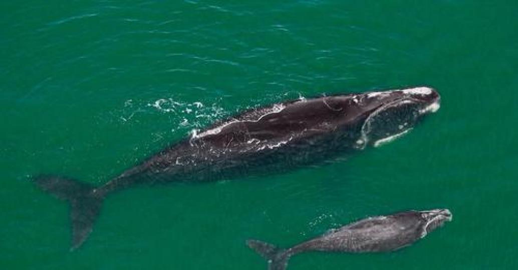 北大西洋露脊鯨的健康狀況比南露脊鯨惡劣許多...