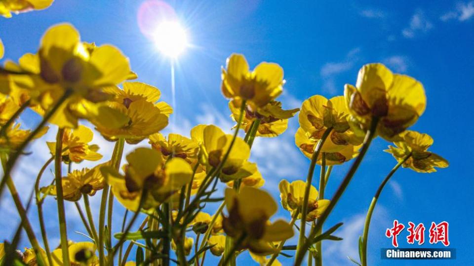 新疆賽里木湖花季到來 花開似錦遠山如黛...