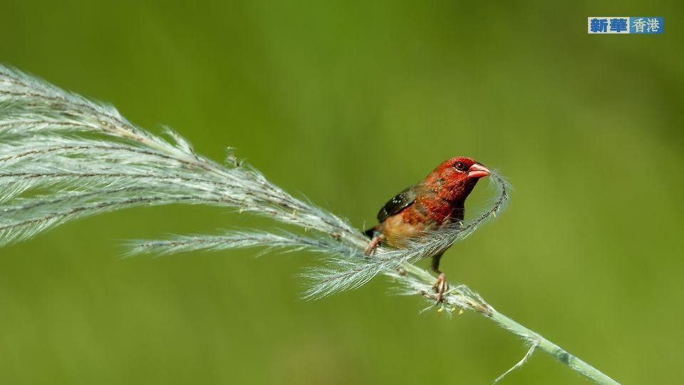 紅梅花雀戲蘆花 .........