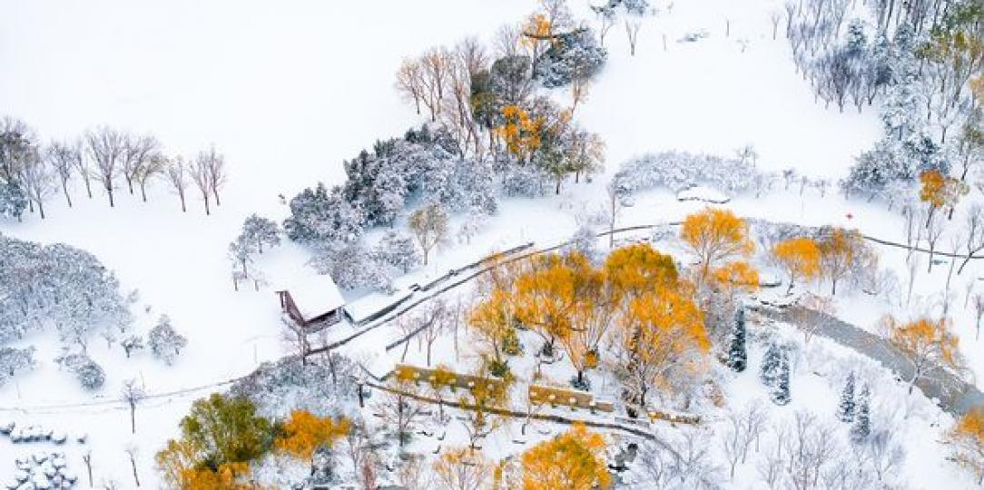 雪後「鄭州之林」.......
