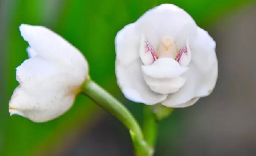 鴿子蘭——蘭花中的圣靈...