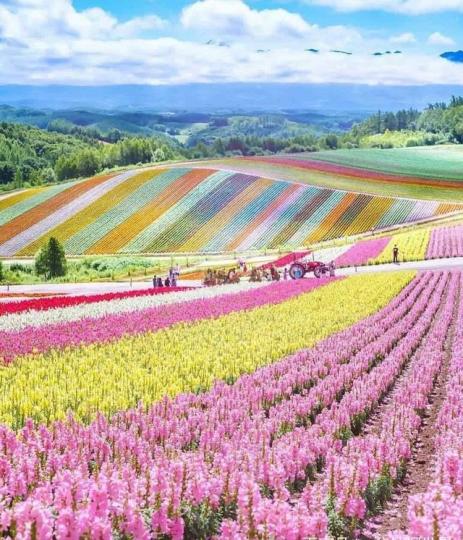 夏季北海道免費賞花熱點：
美瑛町花田,山丘上不同季
節有各種不同花綻放,春有
郁金香.夏有魯冰花和薰衣
草,秋有向日葵等,山丘就似
蓋上七彩的地毯。...