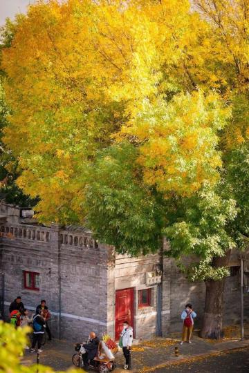 独“树”一帜的老北京......
