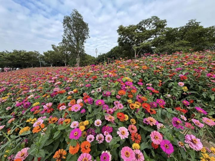 喜歡看花展........