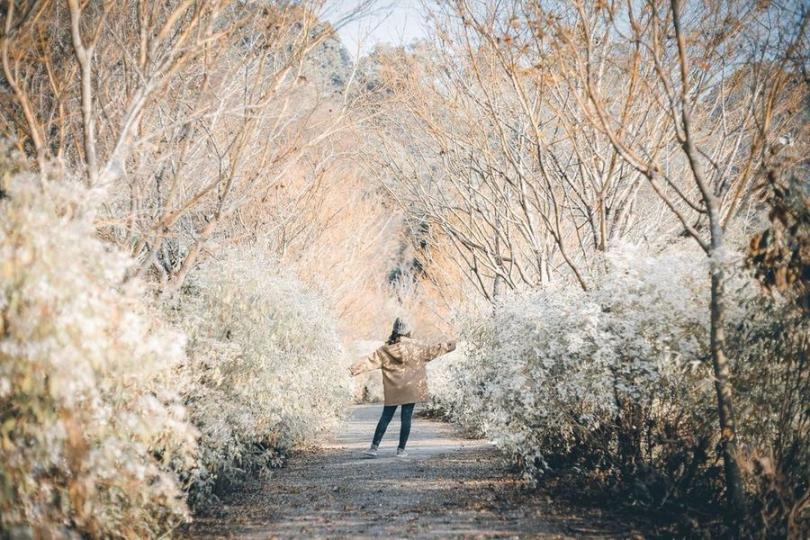 宛如白雪紛飛
❄「白雪木花海」壯觀盛開...