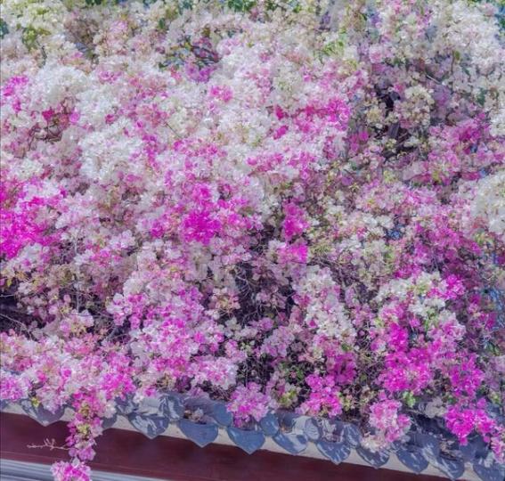 深圳的春季，滿街都是盛開的浪漫鮮花...