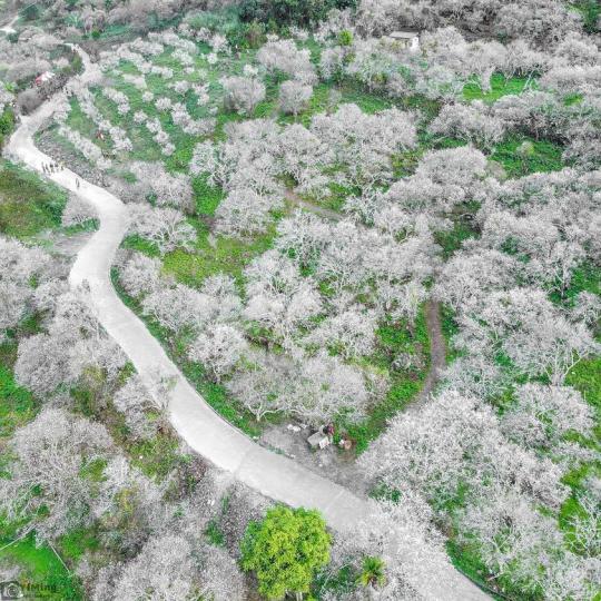 台灣賞梅勝地「純白梅花盛放畫面」宛如飄雪
❄...
