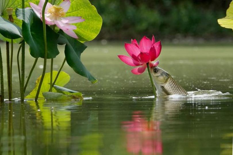 ,...... The beauty of lotus flowers...