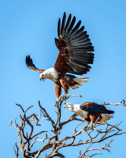 「帥鳥」非洲魚鷹 徐雄／圖...