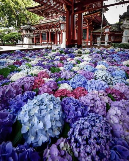 九州福岡最具代表性的神社「太宰府天滿宮」...
