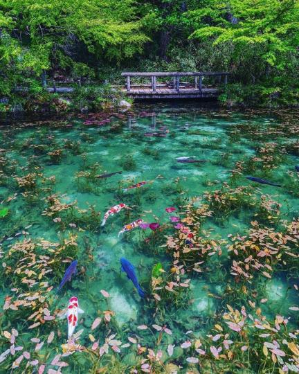 這座「莫內之池」有著翠綠湖底和繽紛錦鯉游動...