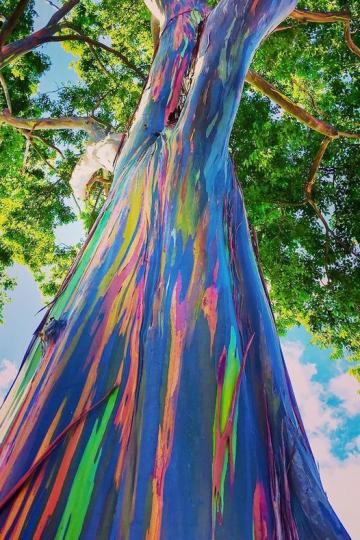 彷彿蘊含了宇宙色彩的絕美彩虹桉樹...