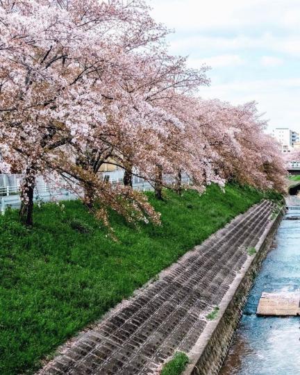 綿延5公里的浪漫櫻花河岸，隨便一拍都充滿意境感...