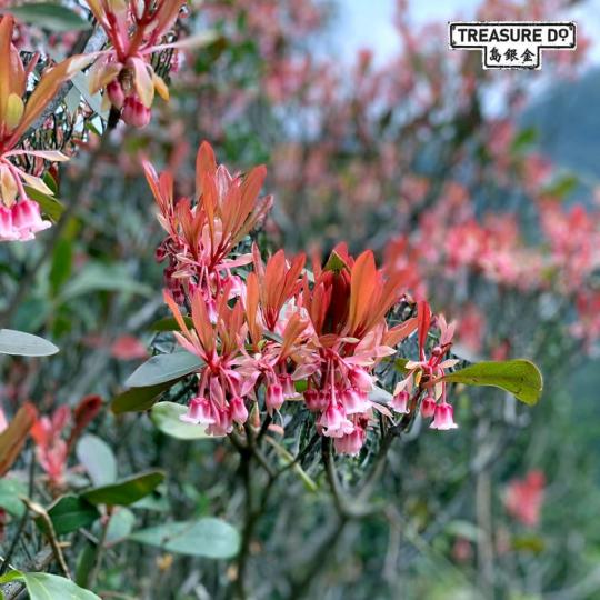 新鮮野生捕獲：吊鐘花......