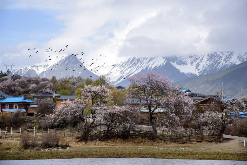 西藏林芝波密縣桃花......