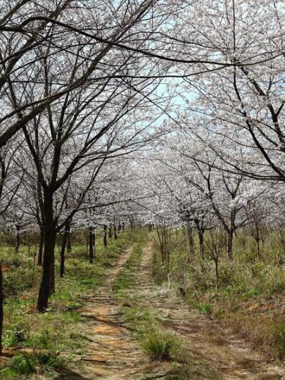貴州黃臘鄉的櫻花盛開了.......