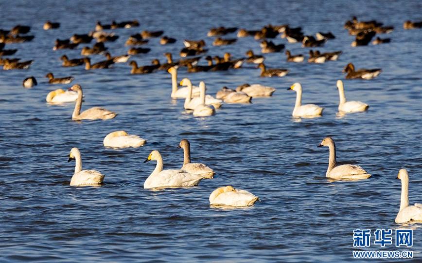 安徽淮北百鳥翔集鳳栖湖...